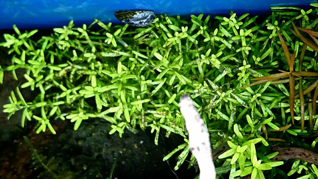 スティック肥料 Luana