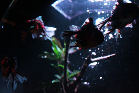 アートアクアリウム3