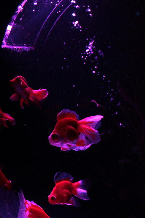 アートアクアリウム１