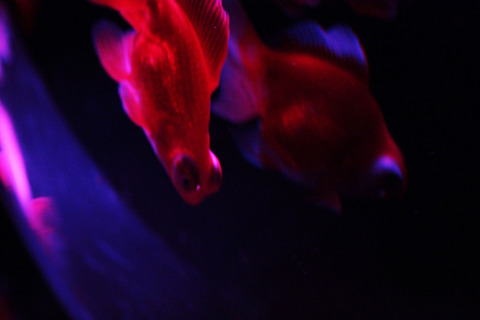 アートアクアリウム４