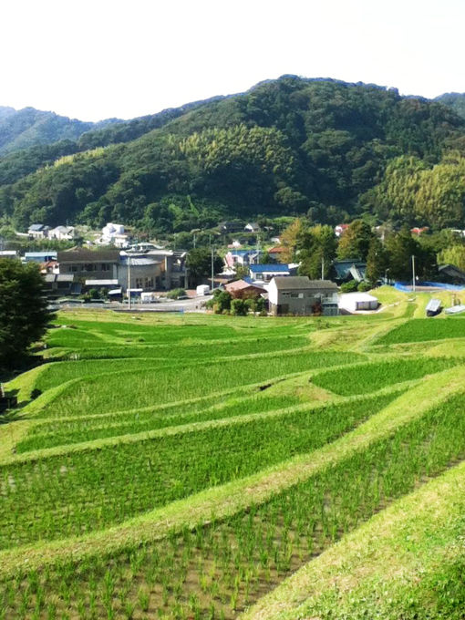 棚田