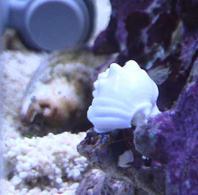 サンゴヤドカリ マガキガイ ハナビラタカラガイが仲間入り まったり海水魚日記 サンゴヤドカリ マガキガイ ハナビラタカラガイが仲間入り まったり海水魚日記