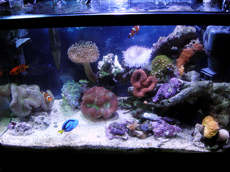 連続ですがサンゴ追加しました まったり海水魚日記