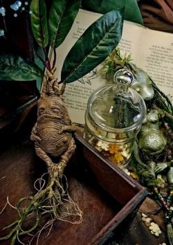 話題 淡路島で マンドラゴラ が開花 実際にあったんだ Sヽ ﾟdﾟ ﾉ わが速ーわがまま速報ー