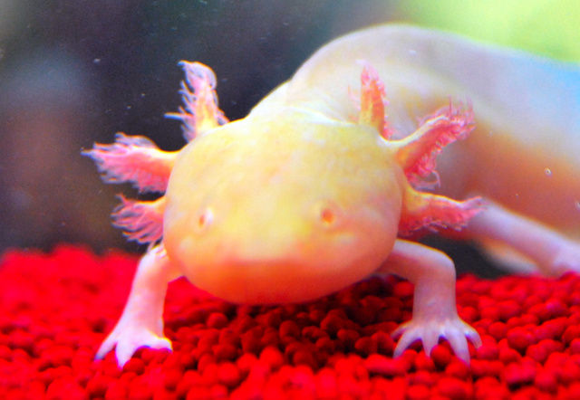 話題 ウーパールーパー メキシコサラマンダー のゲノム 解読に成功 ヒトゲノムの10倍超 再生医療の進歩に大きな一歩 わが速ーわがまま速報ー 話題 ウーパールーパー メキシコサラマンダー のゲノム 解読に成功 ヒトゲノムの10倍超 再生医療の進歩に大きな一歩 わが速ーわがまま速報ー