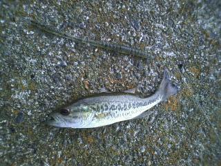 ����������ʾС�