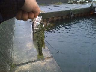 ���������Ɏ�����