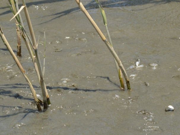 ハク ボラの稚魚 野遊人 のゆうじん