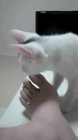 動物 なぜ猫はクサイ臭いをかぐと変顔をするのか 鳥速 動物 なぜ猫はクサイ臭いをかぐと変顔をするのか 鳥速