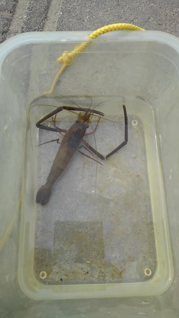 魚キラーを一晩置いてみた T Codのblog 魚キラーを一晩置いてみた T Codのblog