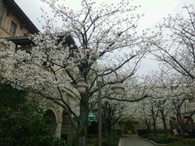 パークの外の桜 お父さんのための東京ディズニーリゾート R