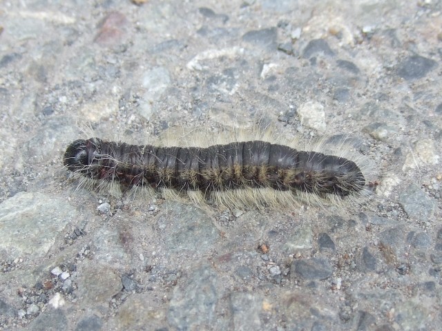 桜の木に毛虫大発生中 元ボーイ隊長のひとりごと 川崎第４８団