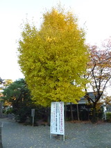 131121-160444_dmctz7