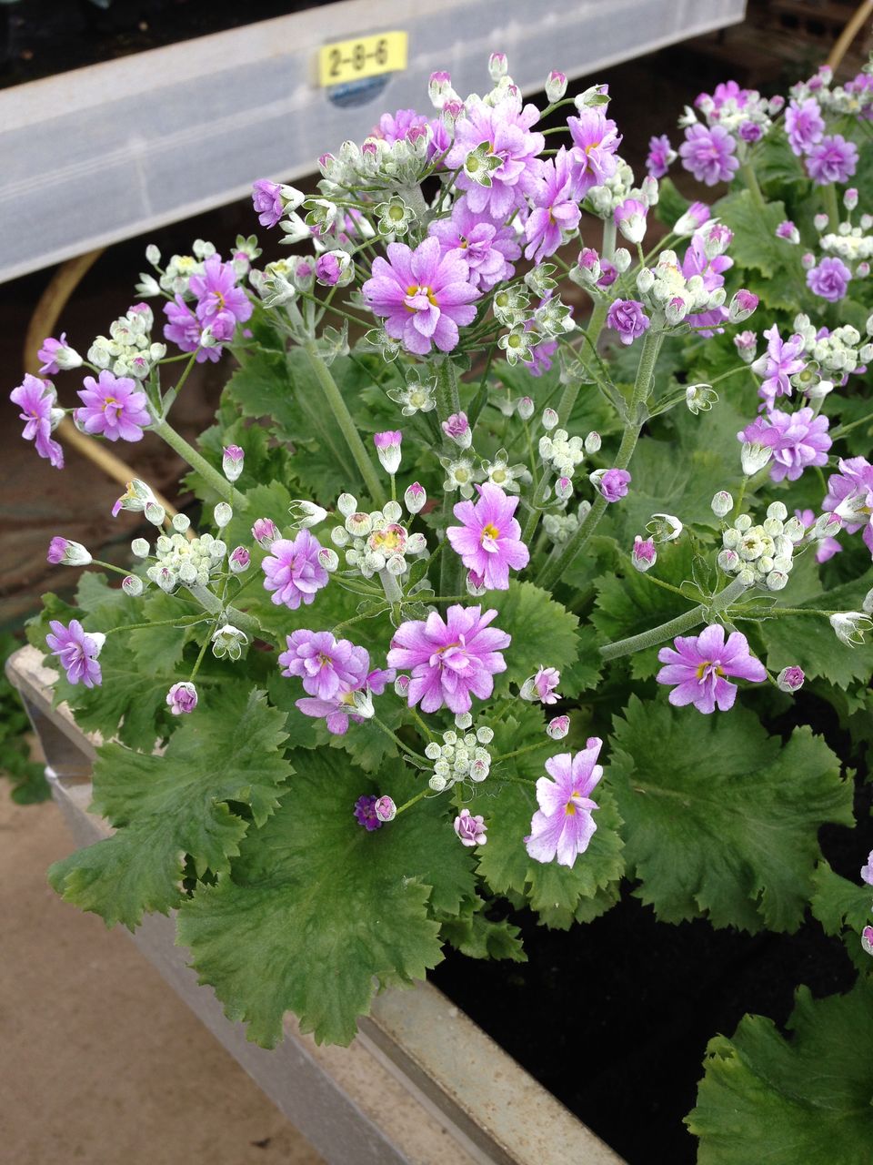 切り花用クリスマスローズが入荷しました T Kaichiroのblog