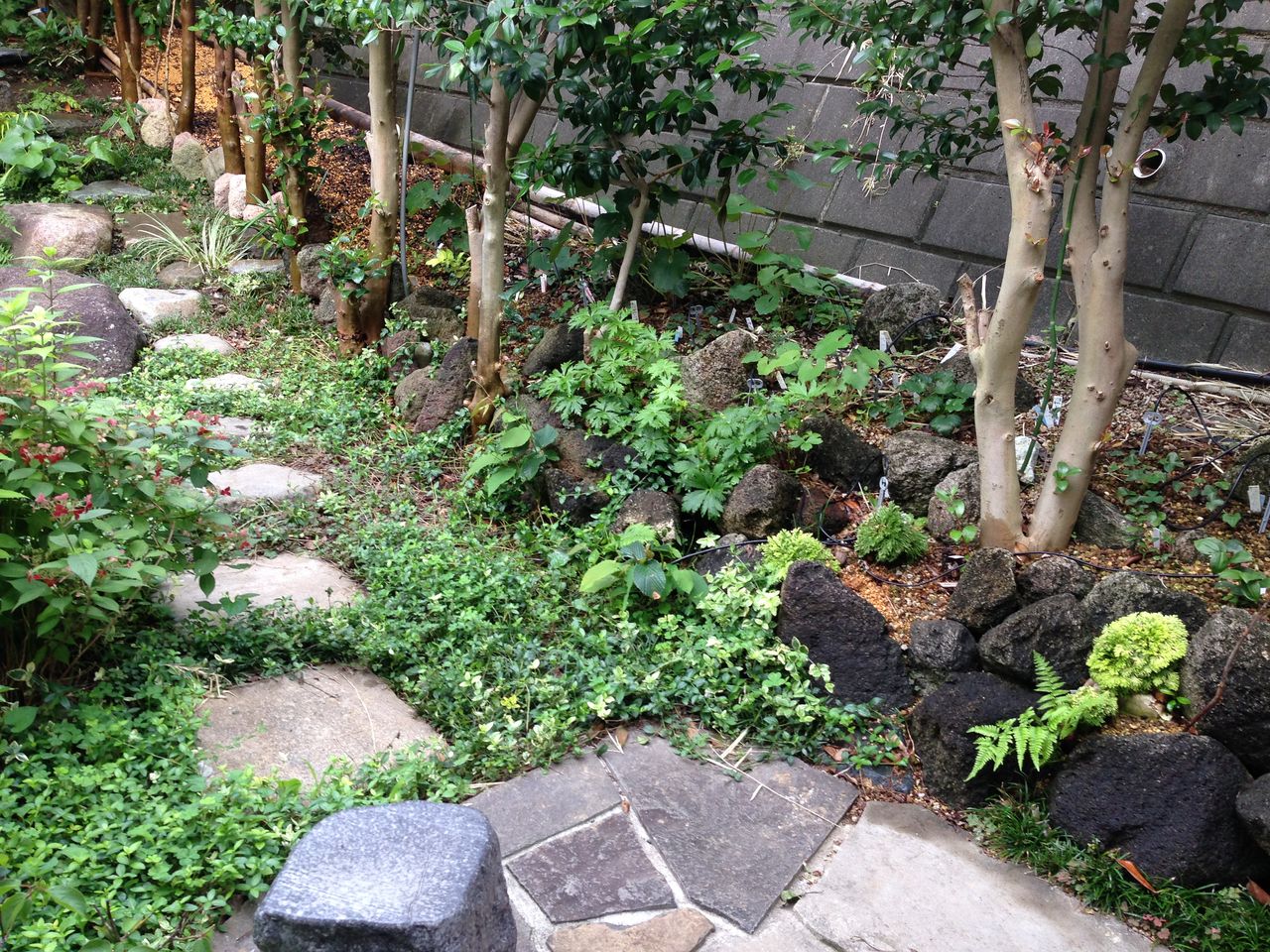 常緑のアジサイやイワヒバ T Kaichiroのblog 常緑のアジサイやイワヒバ T Kaichiroのblog