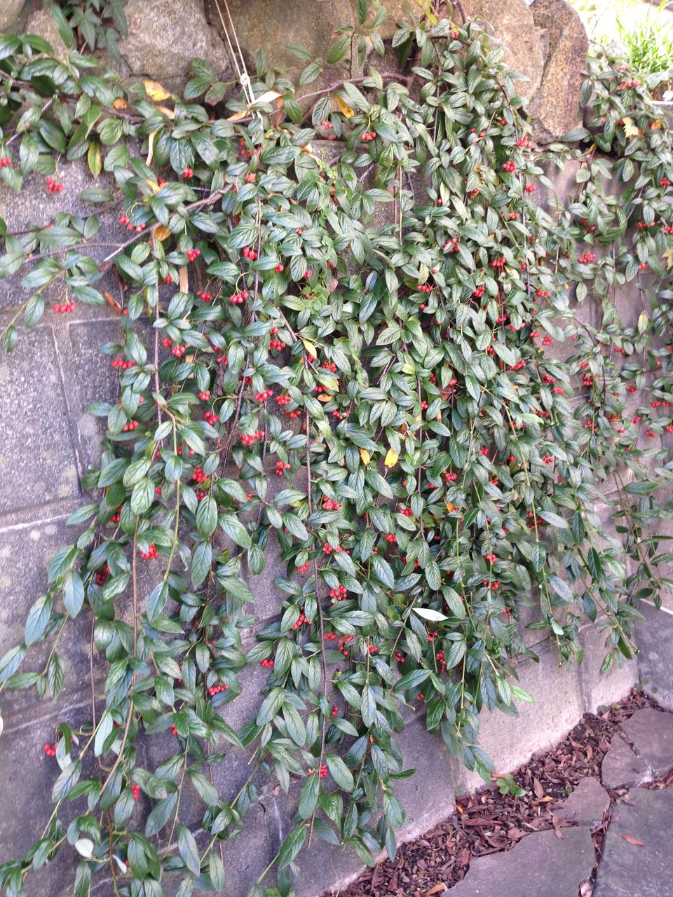 ブータンルリマツリやセンリョウが咲いています T Kaichiroのblog