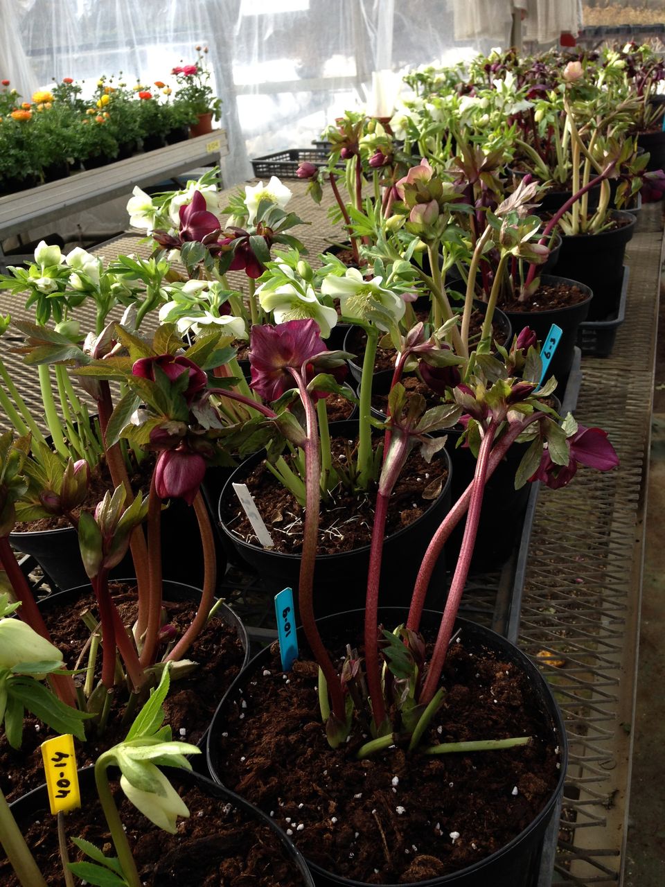 切り花用クリスマスローズが入荷しました T Kaichiroのblog