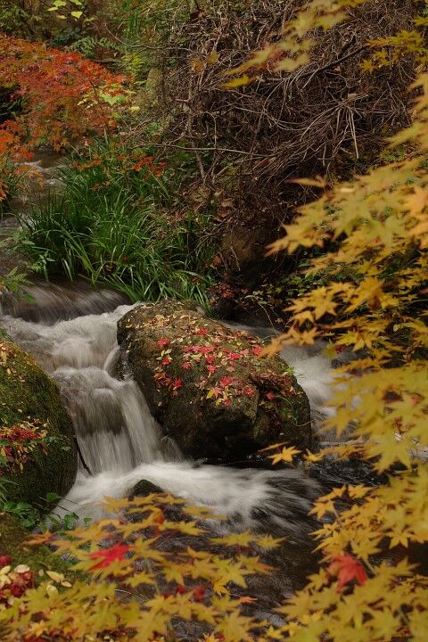 万博もみじ Photograph By Mizu
