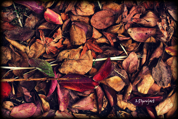 Autumn red