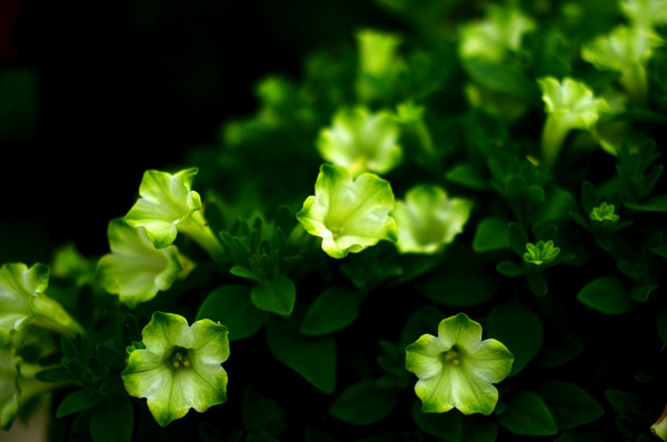 white in green