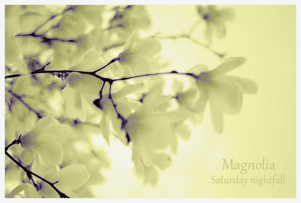 Magnolia