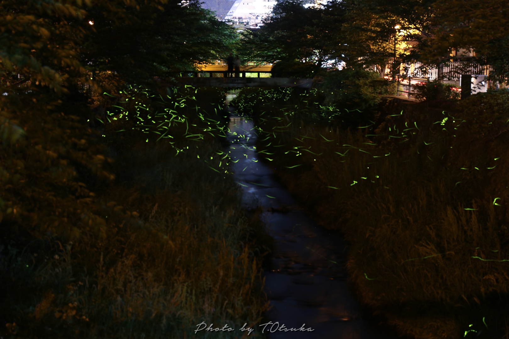 一の坂川のホタルその2 天体写真撮影日記 一の坂川のホタルその2 天体写真撮影日記