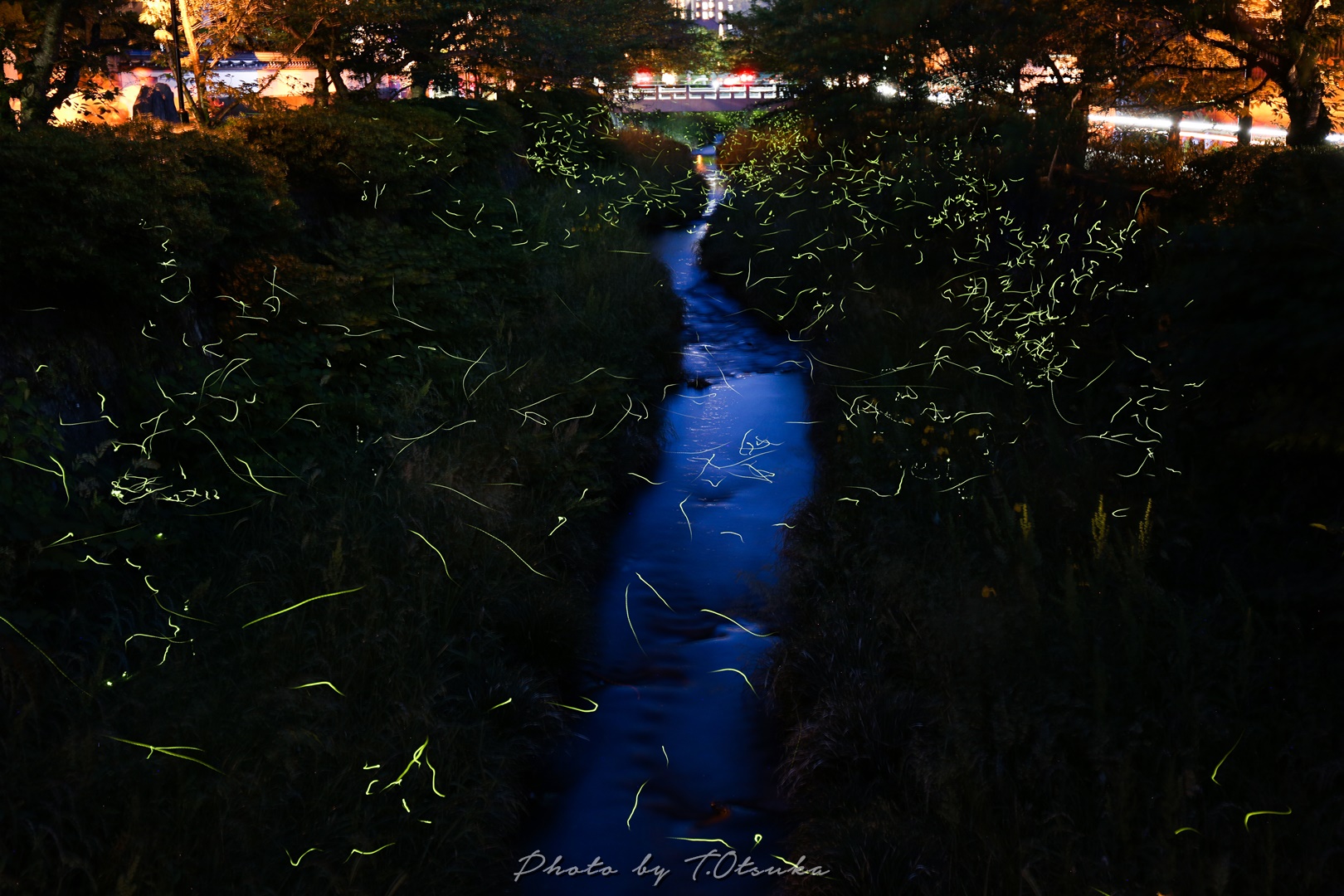 一の坂川のホタルその2 天体写真撮影日記 一の坂川のホタルその2 天体写真撮影日記