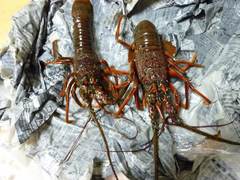 �������Ӥ��äȤ�