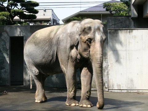 Elephas_maximus_bengalensis_hanako