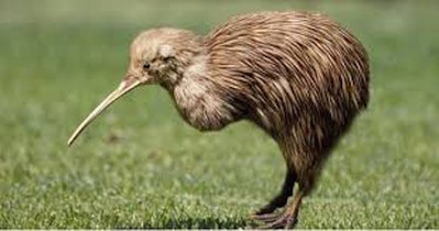 kiwi bird