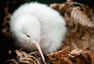 ｎｚの国鳥キーウィに純白の雛が生まれた ピリ辛留学 カリスマ講師dr Kのブログ