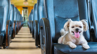 dog-on-train