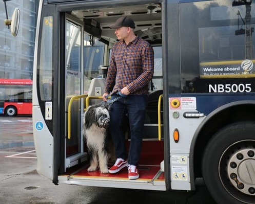 Dog on bus