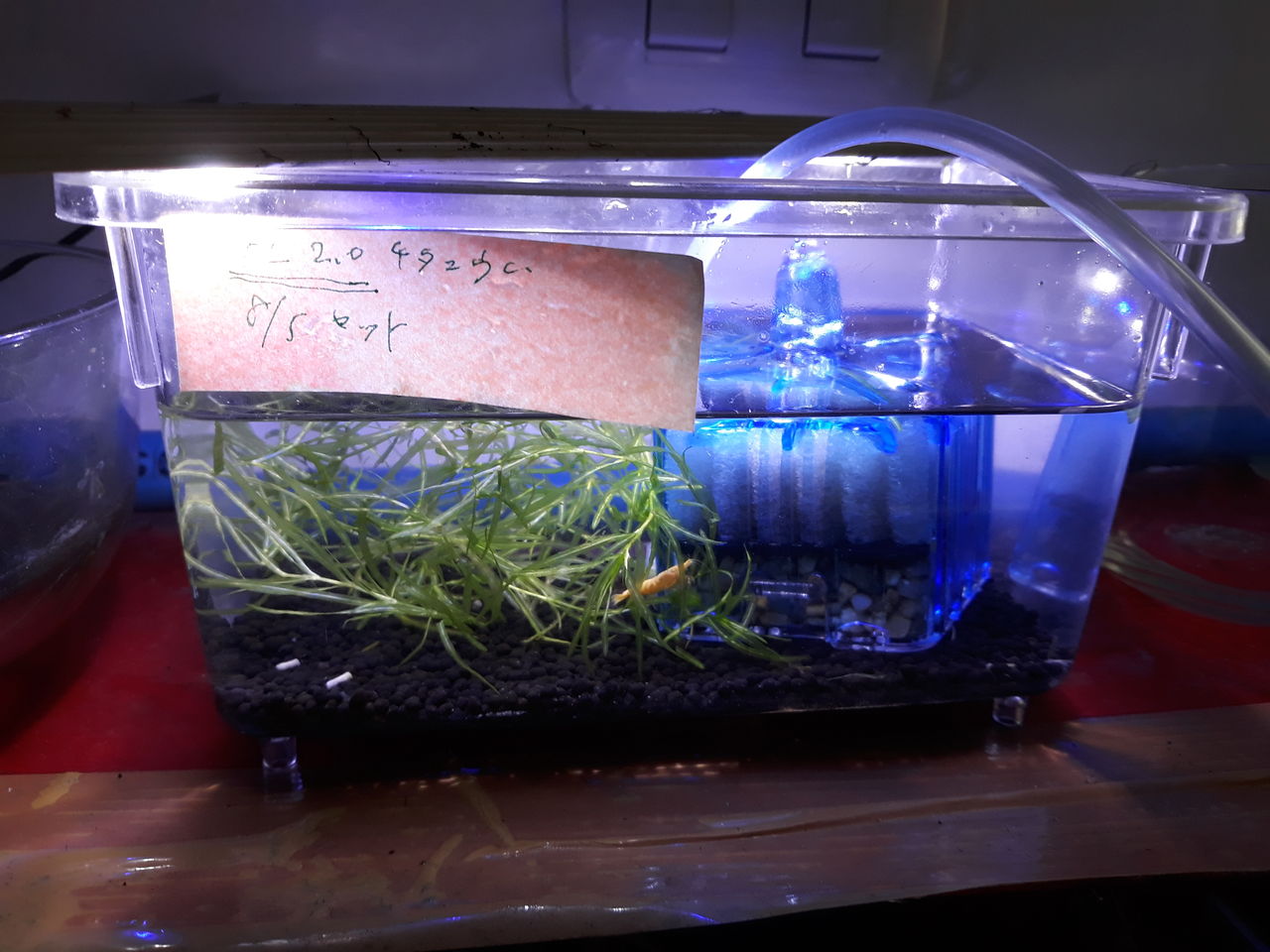 チタニウムの成長と 光沢 タイから発信アクアのblog