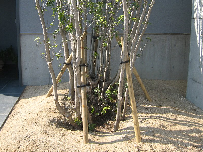株立ちのソヨゴ トミヤンの建築雑感 株立ちのソヨゴ トミヤンの建築雑感
