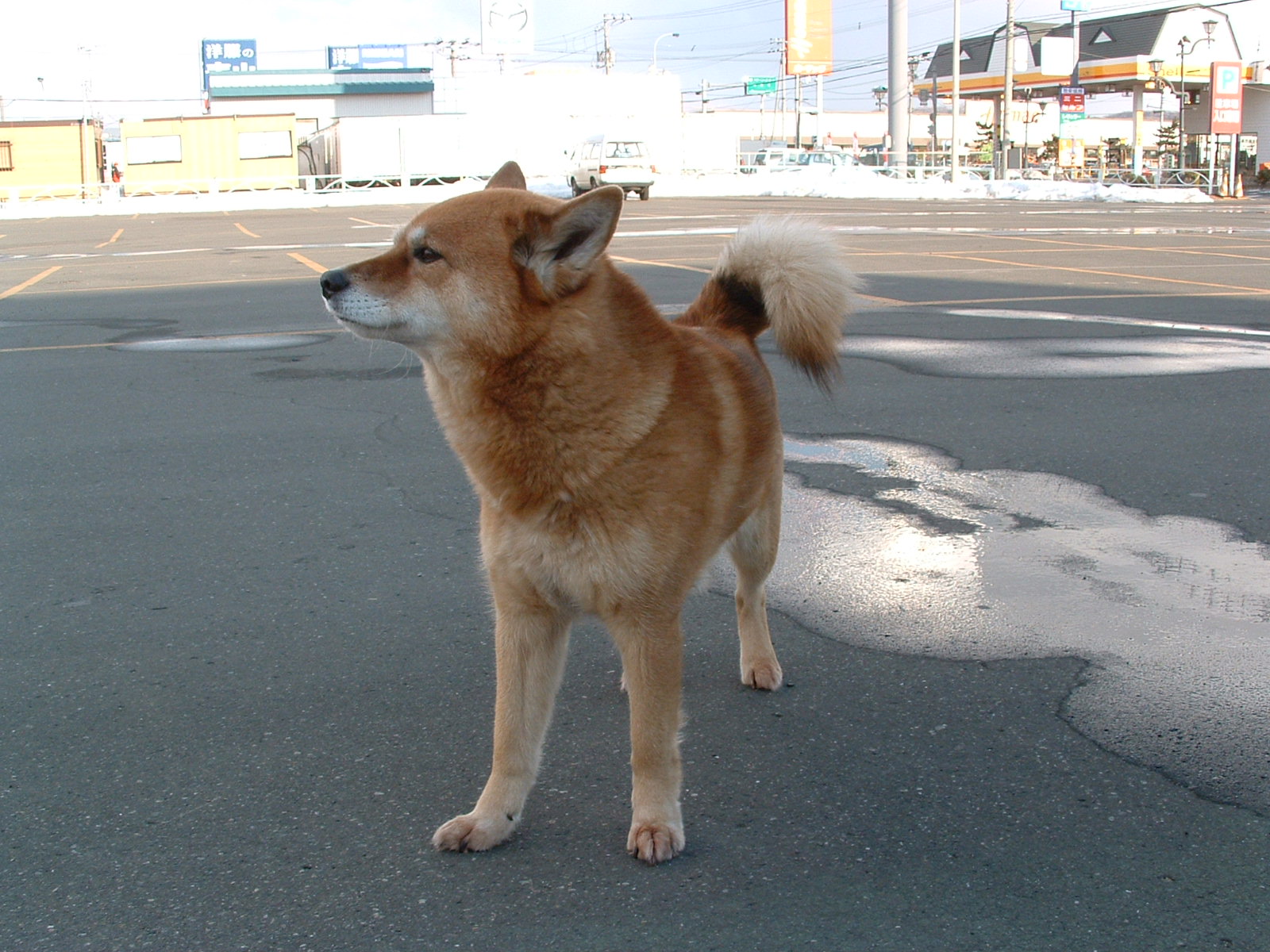 日本海側と太平洋側 北海道犬雑種チャーチルの冒険
