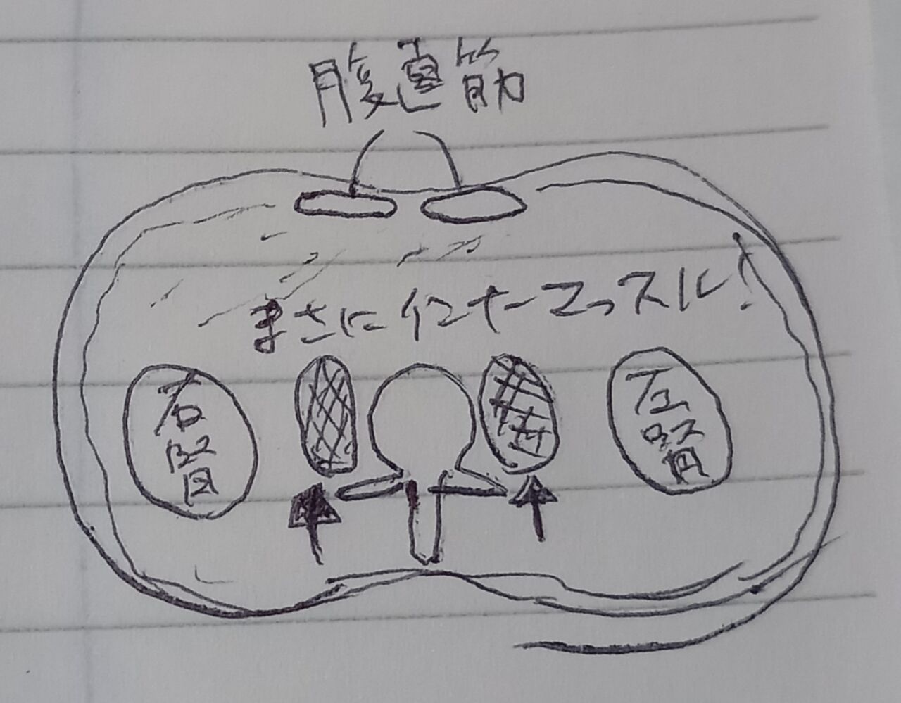 人のからだを知ろう 腸腰筋 福岡市南区のずっと通える 健康ステーションpuravida