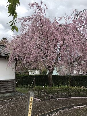東北10 (3)