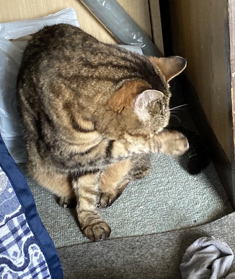 BAC6999C-4959-44B0-83BC-222AB0729A35