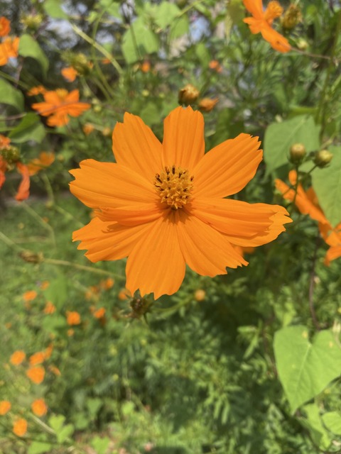 7DA66D84-5A0D-426F-ACD8-A4B3EA2A4961