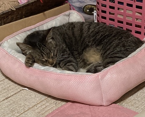 1D5F1947-3C1E-4A3E-B43D-303A58361026