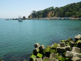 20140528_073牡鹿半島鹿立