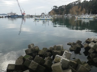 20141105_016牡鹿半島西部鹿立