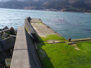 20120328_080牡鹿半島桃浦