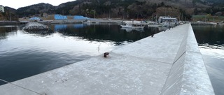 20180417_004女川野々浜_stitch