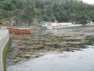 20130612_011牡鹿半島真黒浜