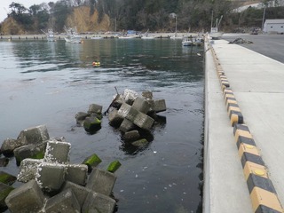 20160309_062牡鹿半島鹿立