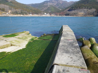 20120328_082牡鹿半島桃浦