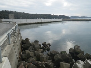 20141105_017牡鹿半島西部鹿立