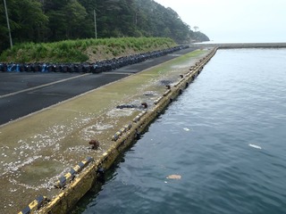 20140709_002女川桐ケ崎